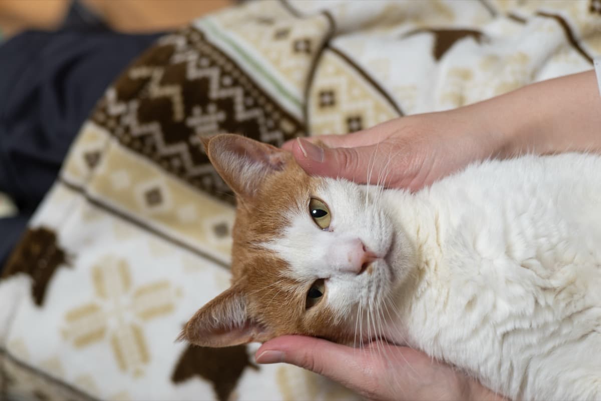 Ginger cat being petted content and relaxed