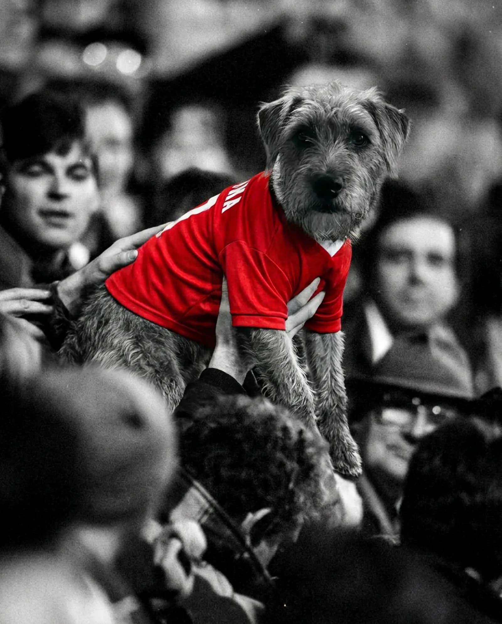 Collar Up — Carried shoulder-high through the crowd, collar turned up.